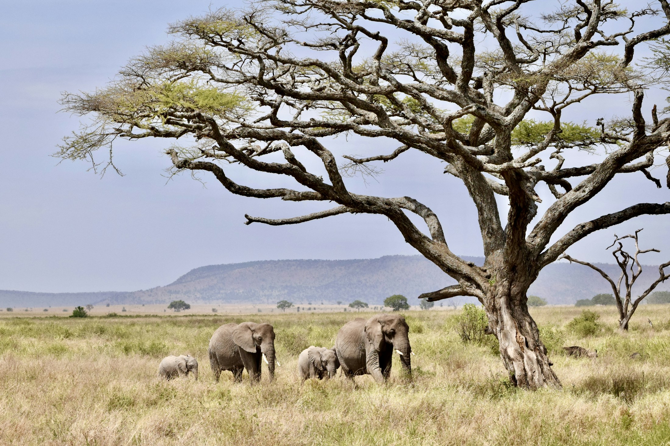 Elephants and calves walking through grass beneath a spreading acacia tree